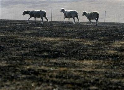 Cảnh tan hoang sau hỏa hoạn ở Australia - 6