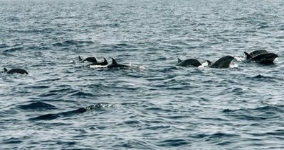 Chùm tin vắn qua ảnh - 5 Chùm tin vắn qua ảnh - 5