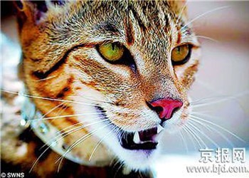 Ashera - chú mèo hàng vạn đô - 2 Ashera - chú mèo hàng vạn đô - 2