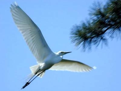 Khám phá những biểu tượng của tình yêu  - 1 Khám phá những biểu tượng của tình yêu  - 1