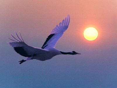 Con chim gãy cánh - 1 Con chim gãy cánh - 1