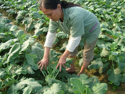 Người trồng rau Hải Thọ “vỡ mộng” với Tết - 5