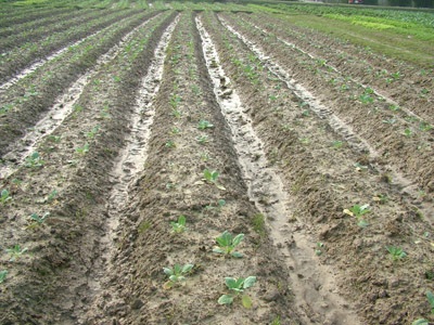 Người trồng rau Hải Thọ “vỡ mộng” với Tết - 1