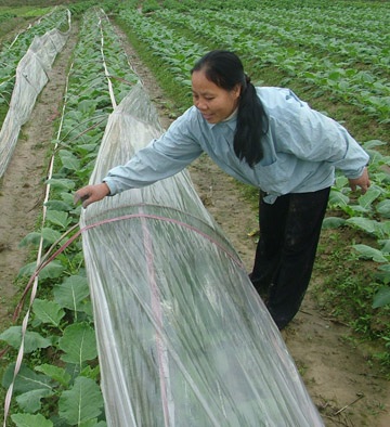 Người trồng rau Hải Thọ “vỡ mộng” với Tết - 2