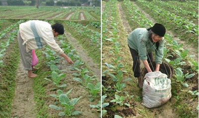 Người trồng rau Hải Thọ “vỡ mộng” với Tết - 4