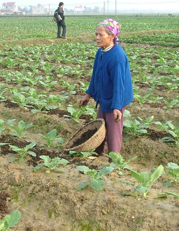 Người trồng rau Hải Thọ “vỡ mộng” với Tết - 3