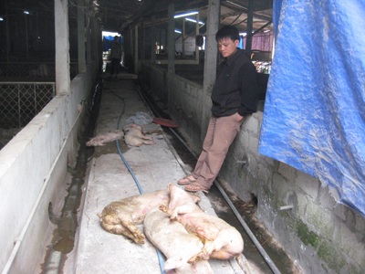 Nước mắt “vua” chăn nuôi xứ Nghệ - 2