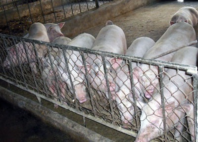 Nước mắt “vua” chăn nuôi xứ Nghệ - 1