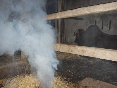 “Điên đầu” vì dịch muỗi! - 2