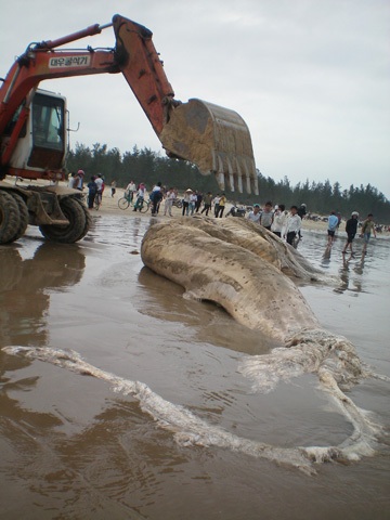 Chùm ảnh: Cá voi hơn 9 tấn dạt vào bờ biển Hà Tĩnh - 4