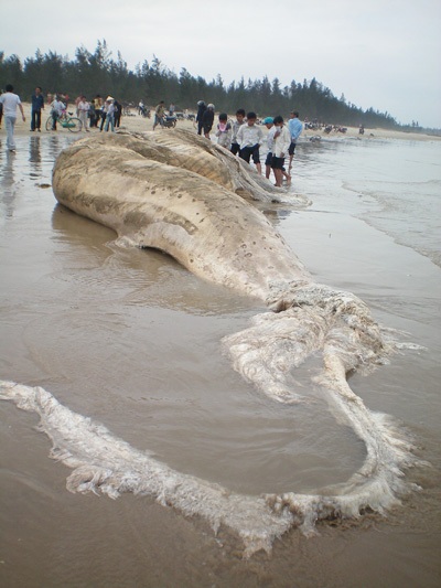 Chùm ảnh: Cá voi hơn 9 tấn dạt vào bờ biển Hà Tĩnh - 2