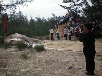 Chùm ảnh: Cá voi hơn 9 tấn dạt vào bờ biển Hà Tĩnh - 5