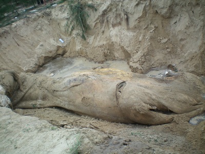 Chùm ảnh: Cá voi hơn 9 tấn dạt vào bờ biển Hà Tĩnh - 6