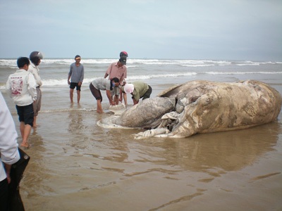 Chùm ảnh: Cá voi hơn 9 tấn dạt vào bờ biển Hà Tĩnh - 3