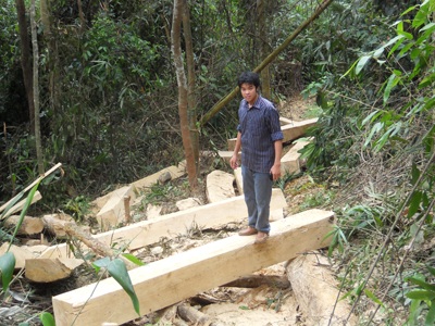 Đột nhập “công trường” phá rừng nguyên sinh (video) - 8