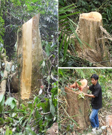 Đột nhập “công trường” phá rừng nguyên sinh (video) - 6