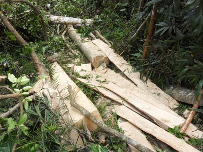 Đột nhập “công trường” phá rừng nguyên sinh (video) - 14