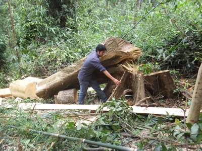 Đột nhập “công trường” phá rừng nguyên sinh (video) - 15