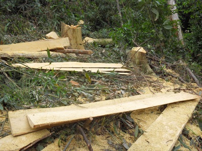 Đột nhập “công trường” phá rừng nguyên sinh (video) - 2