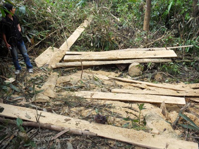 Đột nhập “công trường” phá rừng nguyên sinh (video) - 4