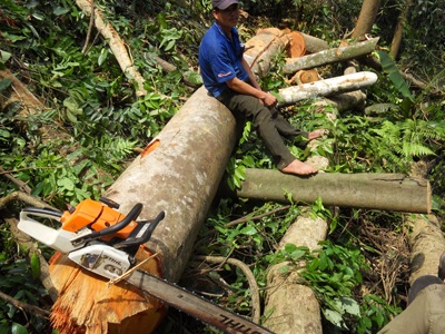 Đột nhập “công trường” phá rừng nguyên sinh (video) - 12
