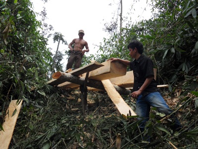 Đột nhập “công trường” phá rừng nguyên sinh (video) - 13