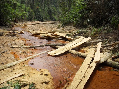 Đột nhập “công trường” phá rừng nguyên sinh (video) - 18
