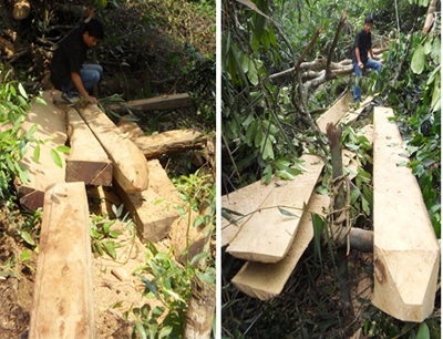 Đột nhập “công trường” phá rừng nguyên sinh (video) - 7