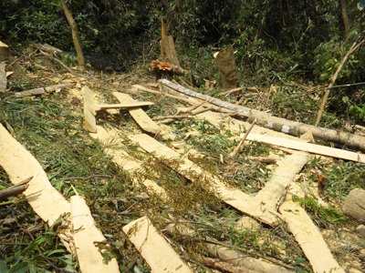 Đột nhập “công trường” phá rừng nguyên sinh (video) - 3