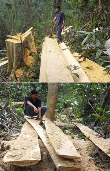Đột nhập “công trường” phá rừng nguyên sinh (video) - 5