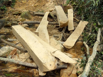 Đột nhập “công trường” phá rừng nguyên sinh (video) - 17