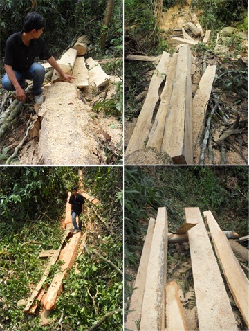 Đột nhập “công trường” phá rừng nguyên sinh (video) - 10