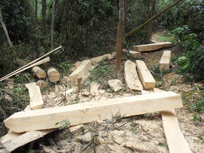 Đột nhập “công trường” phá rừng nguyên sinh (video) - 9