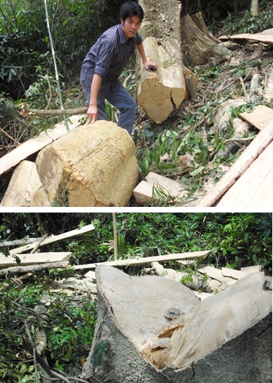 Đột nhập “công trường” phá rừng nguyên sinh (video) - 11