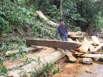 Đột nhập “công trường” phá rừng nguyên sinh (video) - 16