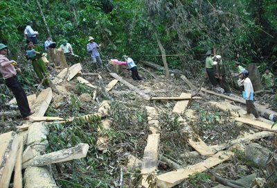 Đoàn kiểm tra đặc biệt vào điểm “nóng” phá rừng (video) - 13