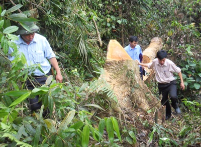 Đoàn kiểm tra đặc biệt vào điểm “nóng” phá rừng (video) - 6