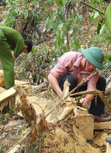 Đoàn kiểm tra đặc biệt vào điểm “nóng” phá rừng (video) - 8
