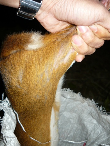 Xót xa nhìn thú rừng quý hiếm bị “hành quyết” - 3