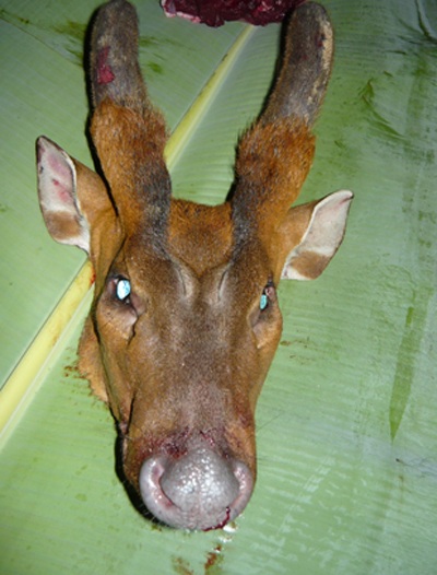 Xót xa nhìn thú rừng quý hiếm bị “hành quyết” - 5