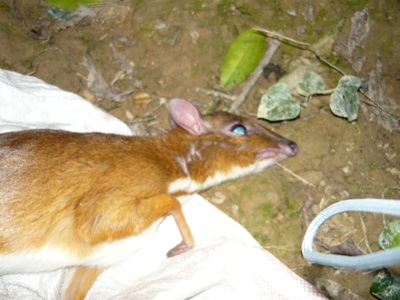 Xót xa nhìn thú rừng quý hiếm bị “hành quyết” - 1