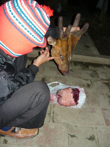 Xót xa nhìn thú rừng quý hiếm bị “hành quyết” - 4