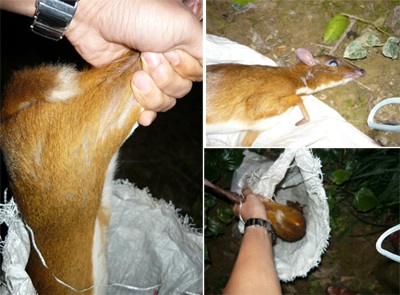 Xót xa nhìn thú rừng quý hiếm bị “hành quyết” - 2