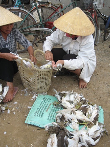 Phóng sự ảnh: Thương lắm cò ơi! - 11