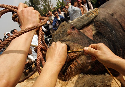 Sập cầu dao - Thắng cũng như bại! - 6