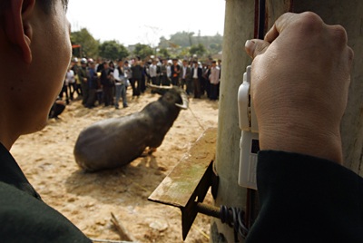 Sập cầu dao - Thắng cũng như bại! - 8