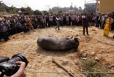 Sập cầu dao - Thắng cũng như bại! - 9