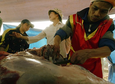 Sập cầu dao - Thắng cũng như bại! - 11