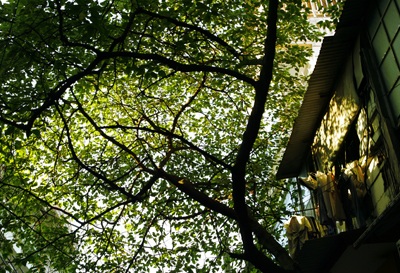 Chùm ảnh: Thu vàng Hà Nội - 10