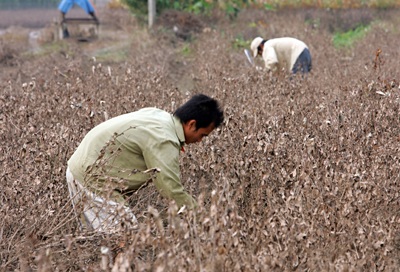 Tây Tựu “hoa không còn lấy một bông” - 13